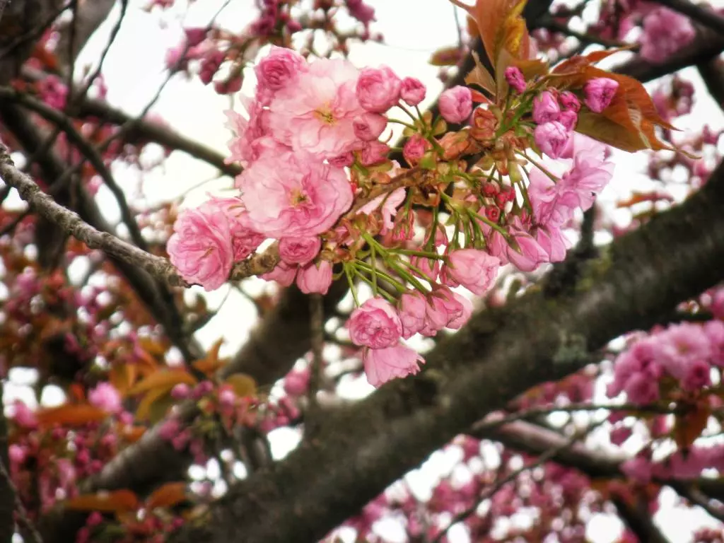 Kirschblüten